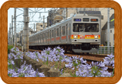 東急大井町線と紫君子蘭